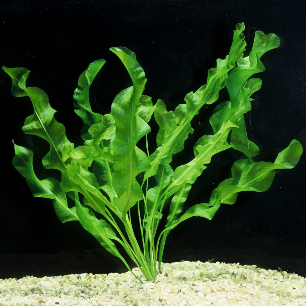 aquarium plants